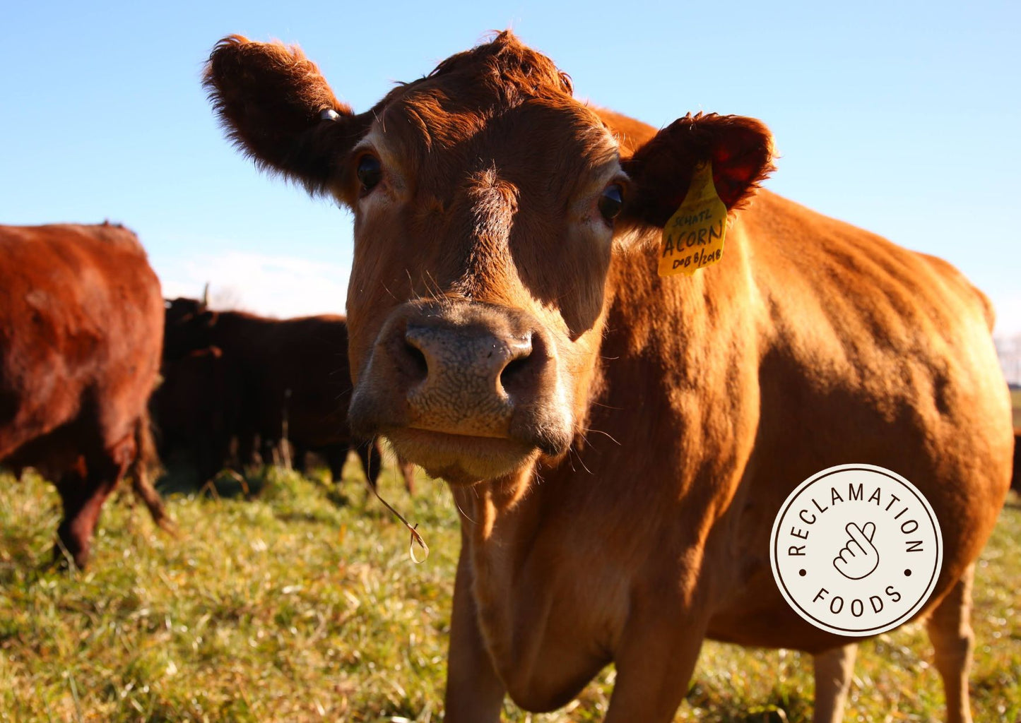 Close up of dairy cow named Acorn