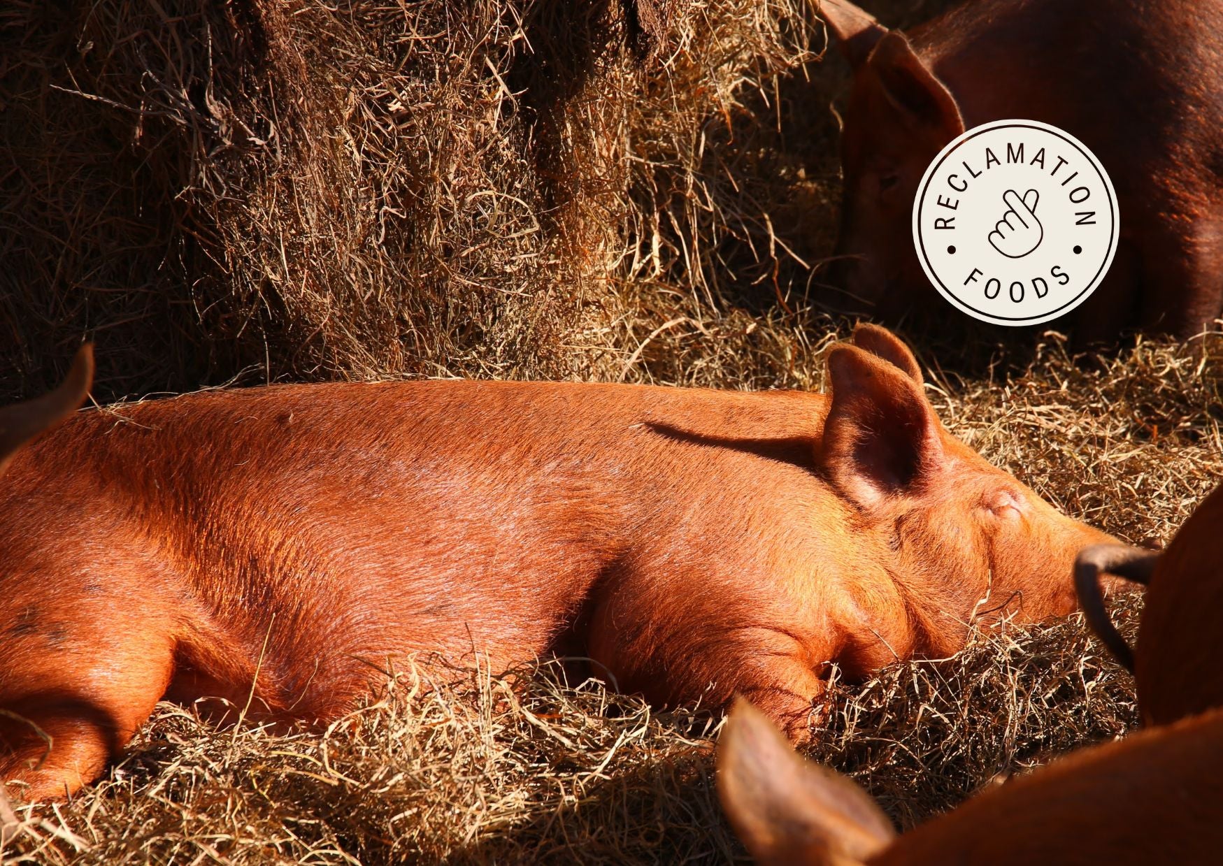 Pig sleeping in hay