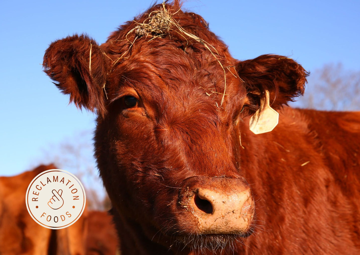 Close up of Red Devon cow