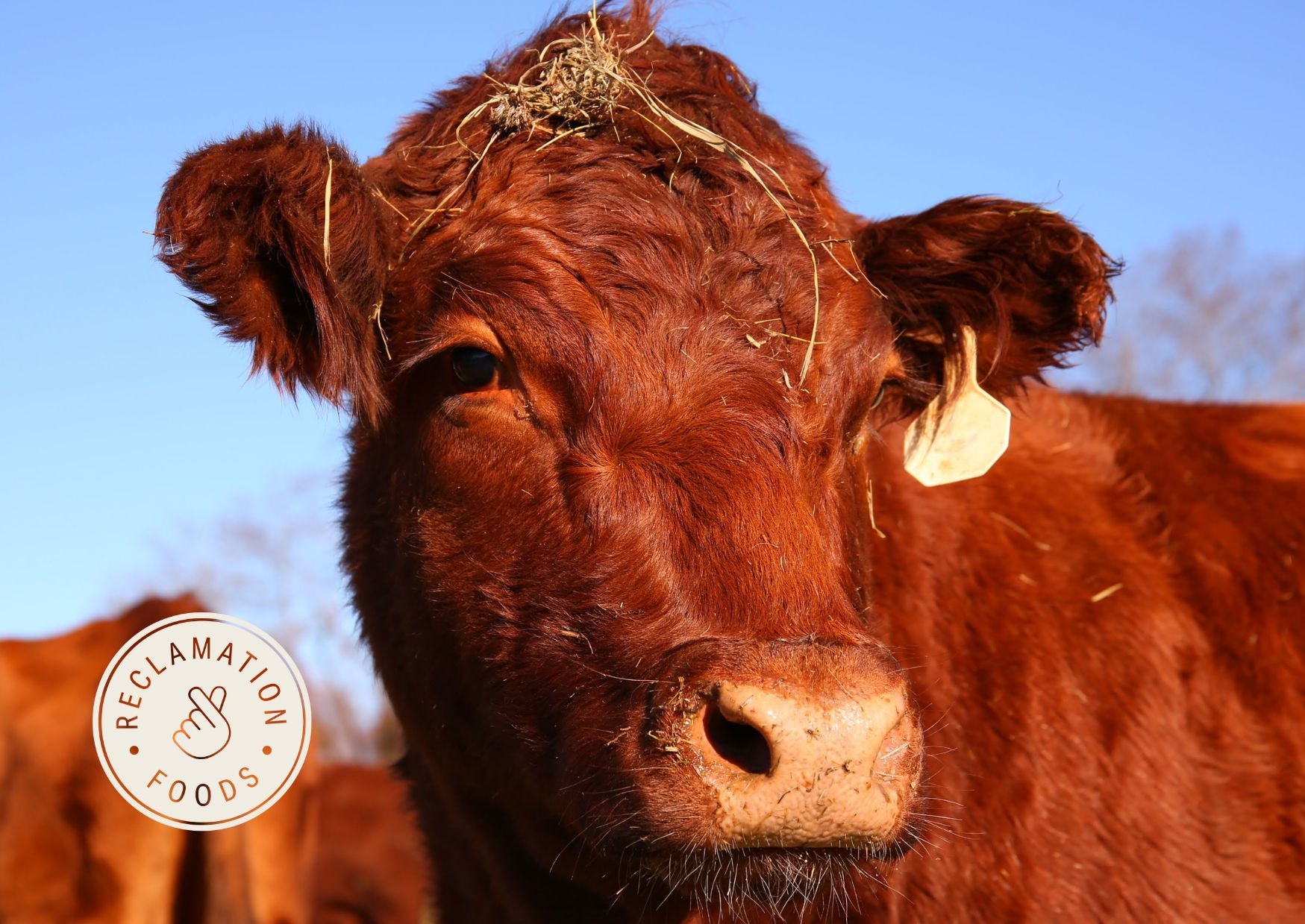 Close up of Red Devon cow