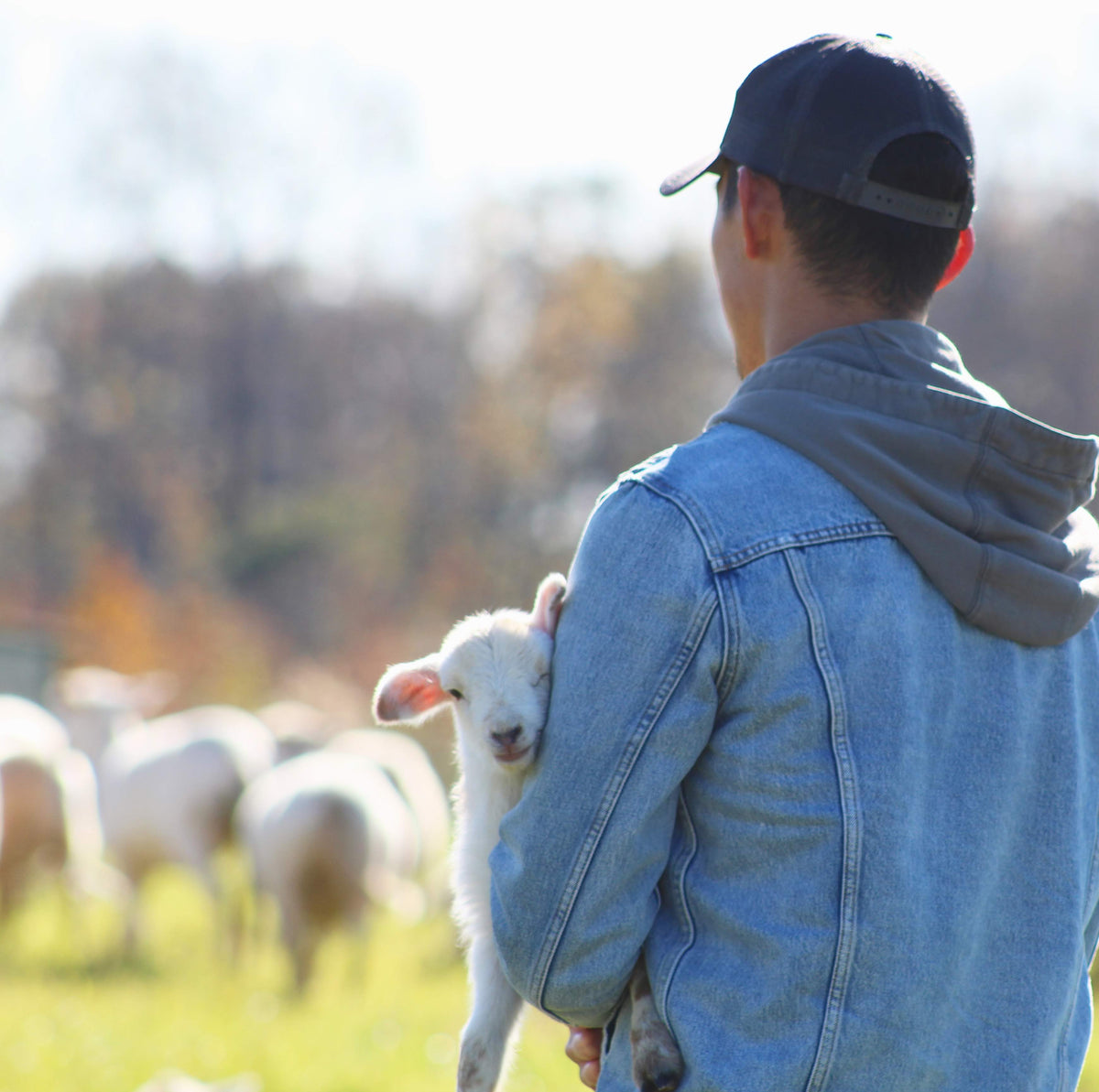 Edlin holding a lamb out in the field while moving a flock of sheep