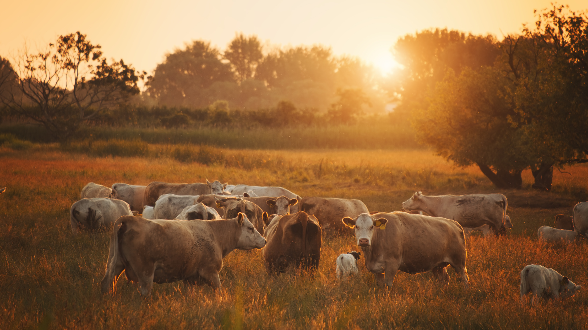 Image of Grass-Fed Cattle in the Hudson Valley, NY